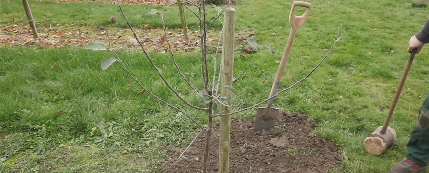 Apfelbaum - Einpflanzen im Garten (thumbnail) (Apfelbaum - Einpflanzen im Garten (thumbnail).jpg)