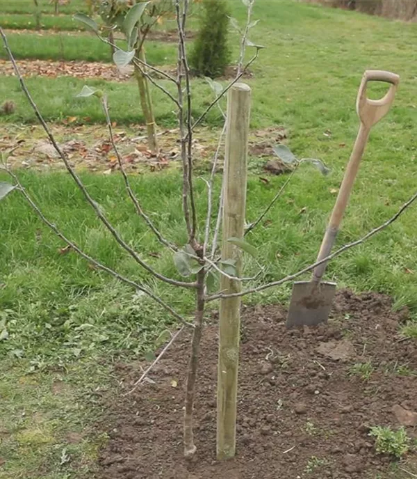 Apfelbaum - Einpflanzen im Garten