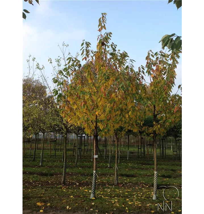 Süßkirsche 'Büttners Rt.Knorpelkirsch'5.KW - Prunus av.'Büttners Rt. Knorpelk' CAC - Collection