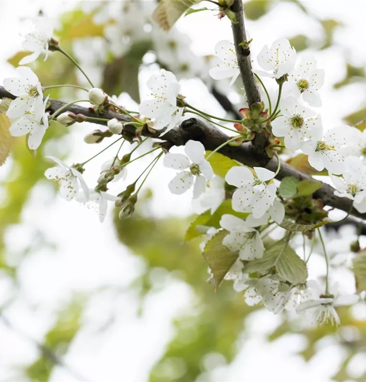 Süsskirsche 'Gr.Prinzessinkirsche' - Prunus av.'Gr.Prinzessinkirsche' CAC - Collection