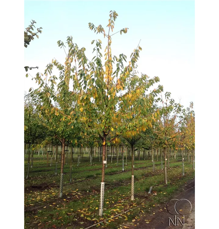 Süßkirsche 'Schneiders Späte Knorpel' 6.KW - Prunus av.'Schn. Späte Knorpelkir.' CAC - Collection