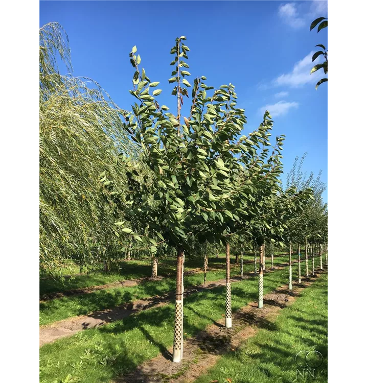 Süsskirsche i.S. - Prunus avium i.S. CAC - Collection