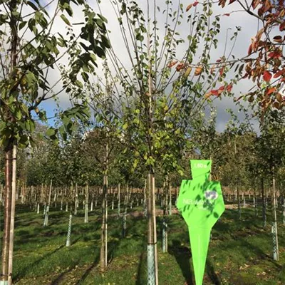 H 4xv mDb 20- 25 - Zwetsche 'Bühler Frühzwetsche' mittelfrüh - Prunus dom.'Bühler Frühzwetsche' CAC - Collection