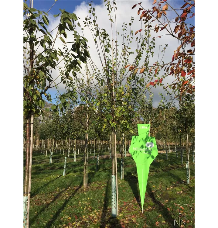 Zwetsche 'Bühler Frühzwetsche' mittelfrüh - Prunus dom.'Bühler Frühzwetsche' CAC - Collection