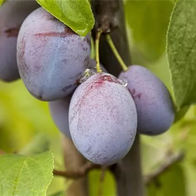 ha 3xv mDb 10- 12 - Zwetsche 'Cacaks Schöne' mittel - Prunus dom.'Cacaks Schöne' CAC - Collection