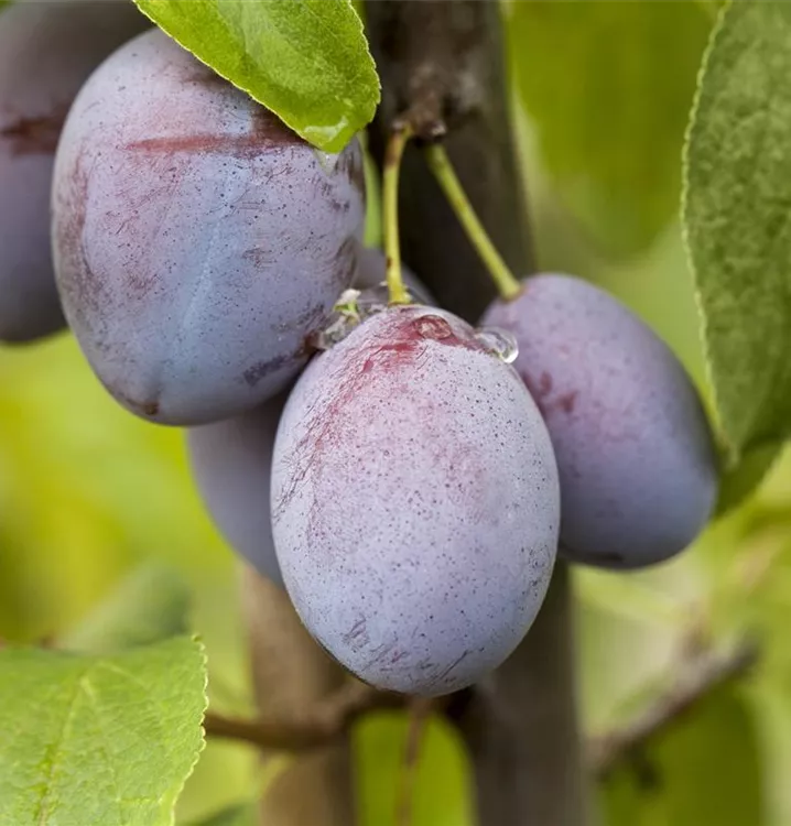 Zwetsche 'Cacaks Schöne' mittel - Prunus dom.'Cacaks Schöne' CAC - Collection