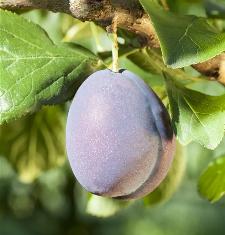 Zwetsche 'Ital. Zwetsche Typ Fellenberg' - Prunus dom.'Ital. Zw. Typ Fellenb.' CAC - Collection