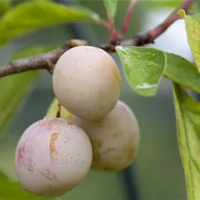 ha 3xv mDb 10- 12 - Mirabelle 'Von Nancy Klon 1725' - Prunus syr.'Von Nancy Klon 1725' CAC - Collection