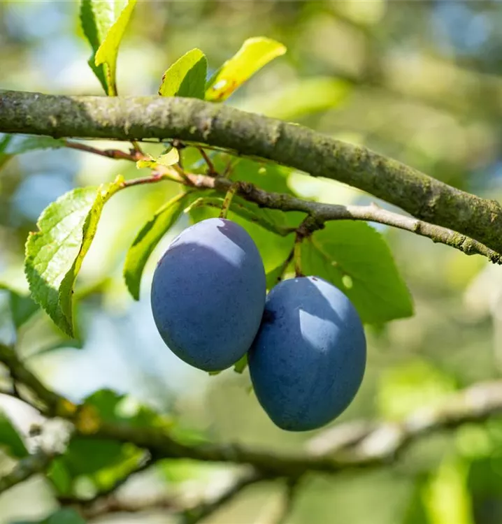 Zwetsche 'Topfive' -S- - Prunus dom.'Topfive' -S- CAC - Collection