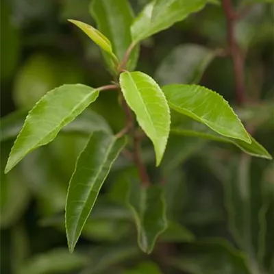 Sol Baum 6xv mDb Krbr. 200-300 40- 50 - Portug.Lorbeerkirsche - Prunus lusitanica - Collection