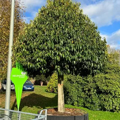 Sol Baum 6xv mDb Krbr. 200-300 50- 60 - Portug.Lorbeerkirsche - Prunus lusitanica - Collection