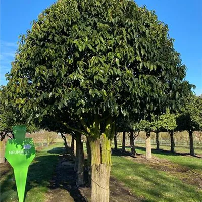 Schirm 6xv mDb 200-300 x 350- 400 - Portug.Lorbeerkirsche - Prunus lusitanica - Collection