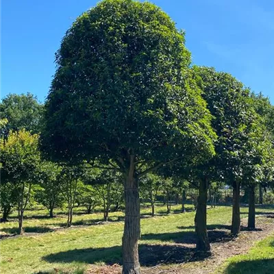 Charakterbaum 5xv mDb 200-300 x 350- 400 - Portug.Lorbeerkirsche 'Angustifolia' - Prunus lusitanica 'Angustifolia' - Collection