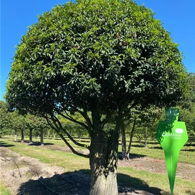 Charakterbaum 6xv mDb 300-400 x 350- 400 - Portug.Lorbeerkirsche 'Angustifolia' - Prunus lusitanica 'Angustifolia' - Collection