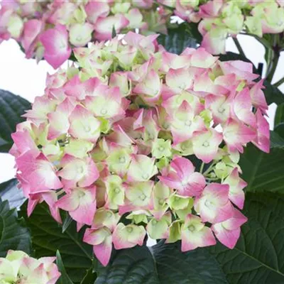 Topfgrösse 4 Liter - Hortensie - Hydrangea macrophylla 'Leuchtfeuer'