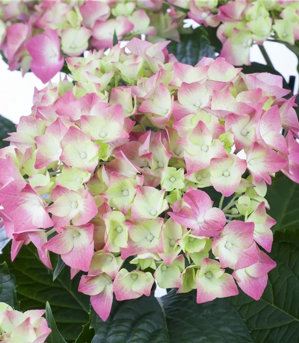 Hydrangea macrophylla 'Leuchtfeuer'