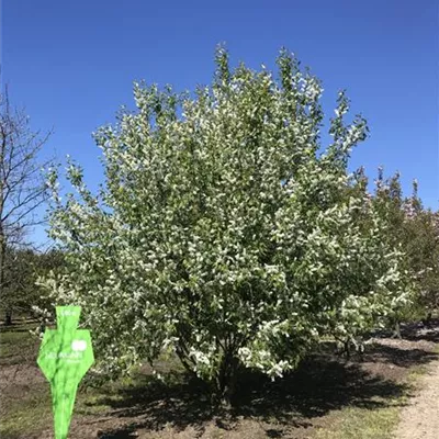 Sol 5xv mDb 300-400 x 500- 600 - Traubenkirsche - Prunus padus - Collection