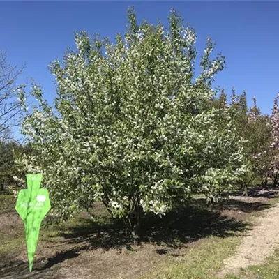 Sol 5xv mDb 300-400 x 500- 600 - Traubenkirsche - Prunus padus - Collection