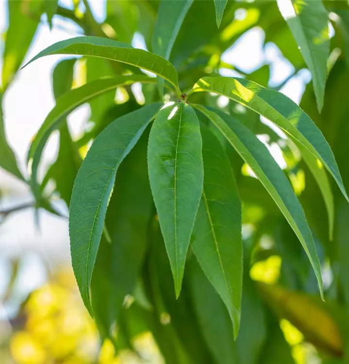 Pfirsich 'Dixired' - Prunus persica 'Dixired' CAC - Collection