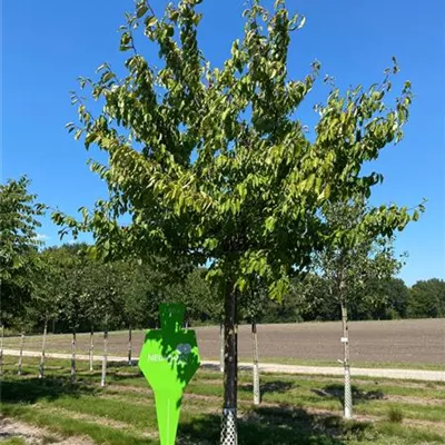 Sol Baum 5xv mDb 200-300 x 400-500 35- 40 - Scharlachkirsche Veredlung - Prunus sargentii Veredlung - Collection