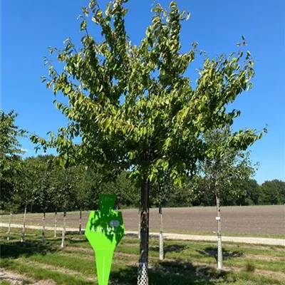 Sol 3xv mDb 125- 150 - Scharlachkirsche Veredlung - Prunus sargentii Veredlung - Collection