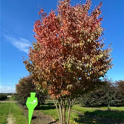 Sol Baum mehrst 5xv mDb 300-400 x 600- 700 - Scharlachkirsche Veredlung - Prunus sargentii Veredlung - Collection