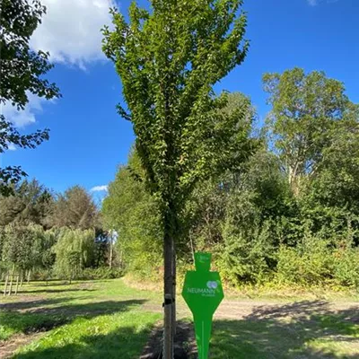 Sol Baum 5xv mDb 150-200 x 500-700 35- 40 - Zierkirsche schmittii - Prunus schmittii - Collection