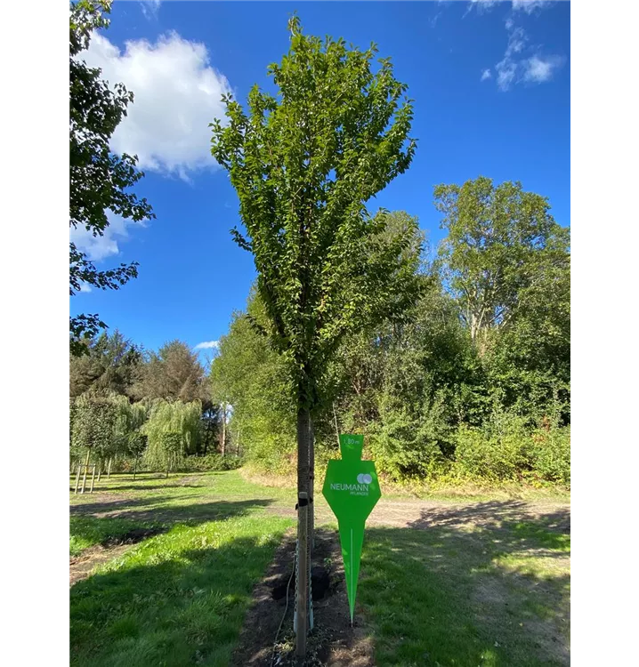 Zierkirsche schmittii - Prunus schmittii - Collection