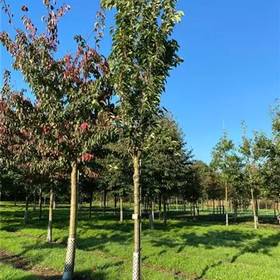 Sol Baum 4xv mDb 100-150 x 400-500 25- 30 - Japan.Säulenkirsche - Prunus serrulata 'Amanogawa' - Collection