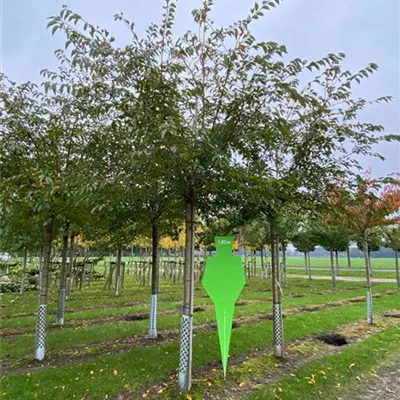 Sol Baum 4xv mDb 150-200 x 400-500 30- 35 - Japan.Nelkenkirsche 'Kanzan' - Prunus serrulata 'Kanzan' - Collection