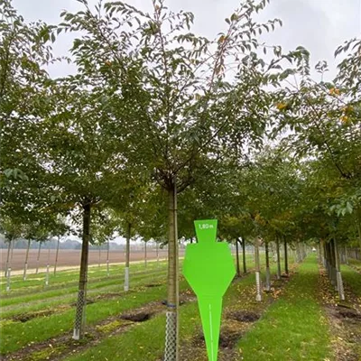 Sol Baum 4xv mDb 150-200 x 400-500 30- 35 - Japan.Nelkenkirsche 'Kanzan' - Prunus serrulata 'Kanzan' - Collection