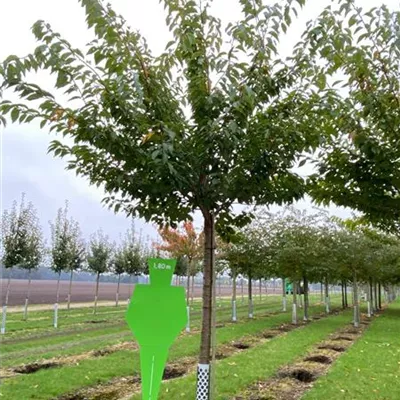 Sol Baum 4xv mDb 150-200 x 400-500 30- 35 - Japan.Nelkenkirsche 'Kanzan' - Prunus serrulata 'Kanzan' - Collection