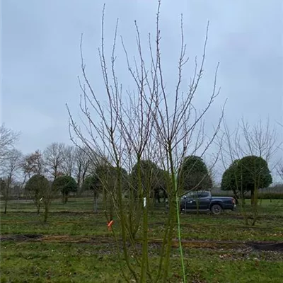 Schirm 6xv mDb 200-300 x 350- 400 - Japan.Nelkenkirsche 'Kanzan' - Prunus serrulata 'Kanzan' - Collection