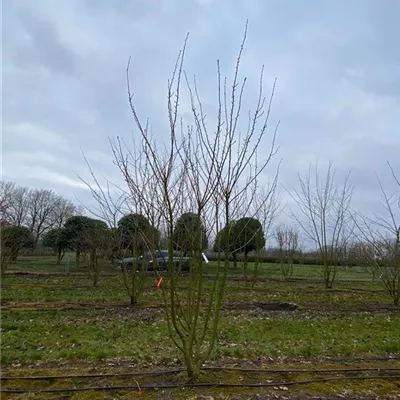 Schirm 6xv mDb 200-300 x 350- 400 - Japan.Nelkenkirsche 'Kanzan' - Prunus serrulata 'Kanzan' - Collection