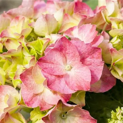 Topfgrösse 4 Liter - Hortensie - Hydrangea macrophylla 'Messalina'