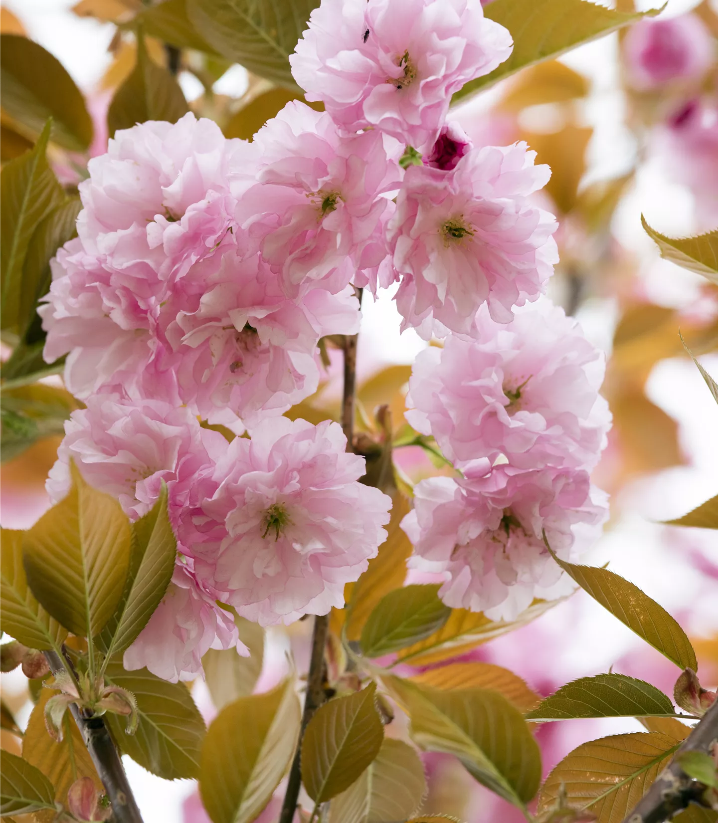 Prunus serrulata 'Pink Perfection' - Collection