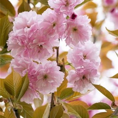 H 3xv mDb 10- 12 - Hellrosa Nelkenkirsche - Prunus serrulata 'Pink Perfection' - Collection