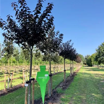 H 4xv mDb 20- 25 - Japan.Nelkenkirsche 'Royal Burgundy' - Prunus serrulata 'Royal Burgundy' - Collection