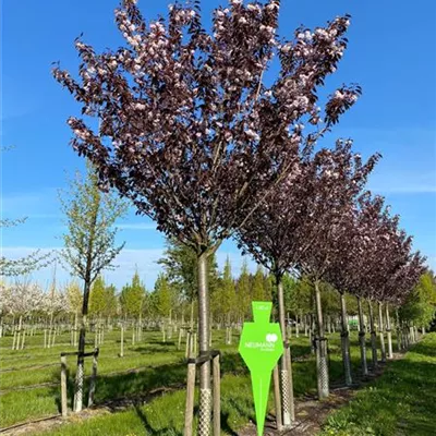 Sol Baum 5xv mDb 150-200 x 400-500 35- 40 - Japan.Nelkenkirsche 'Royal Burgundy' - Prunus serrulata 'Royal Burgundy' - Collection