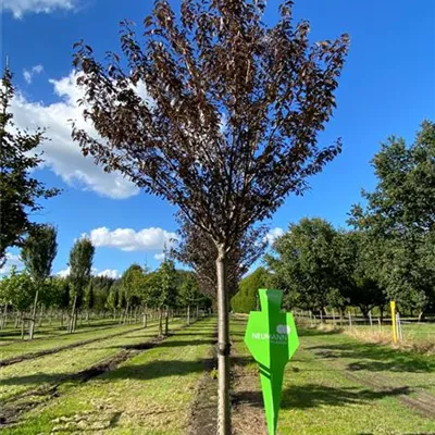 Sol Baum 6xv mDb 150-200 x 500-700 40- 45 - Japan.Nelkenkirsche 'Royal Burgundy' - Prunus serrulata 'Royal Burgundy' - Collection