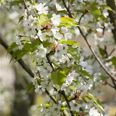 Sol 3xv mDb 125- 150 - Weiße Zierkirsche - Prunus serrulata 'Taihaku' - Collection