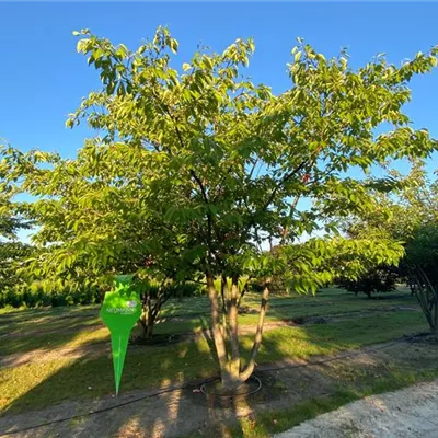 Schirm 7xv mDb 400-500 x 500- 600 - Weiße Zierkirsche - Prunus serrulata 'Taihaku' - Collection