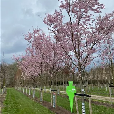 Sol Baum 5xv mDb 200-300 x 400-500 35- 40 - Frühe Zierkirsche 'Accolade' - Prunus subhirtella 'Accolade' - Collection