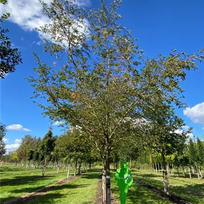 Sol Baum 6xv mDb 300-400 x 500-700 45- 50 - Frühe Zierkirsche 'Accolade' - Prunus subhirtella 'Accolade' - Collection