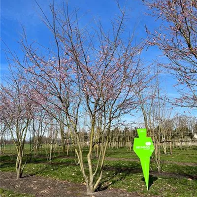 Schirm 7xv mDb 300-400 x 400- 450 - Frühe Zierkirsche 'Accolade' - Prunus subhirtella 'Accolade' - Collection