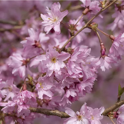 Sol 3xv mDb 100- 125 - Frühlingskirsche 'Fukubana' - Prunus subhirtella 'Fukubana' - Collection