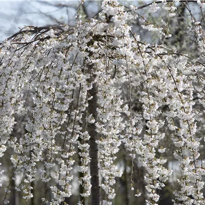 H 3xv mDb 10- 12 - Hängende Frühlingskirsche - Prunus subhirtella 'Pendula' - Collection