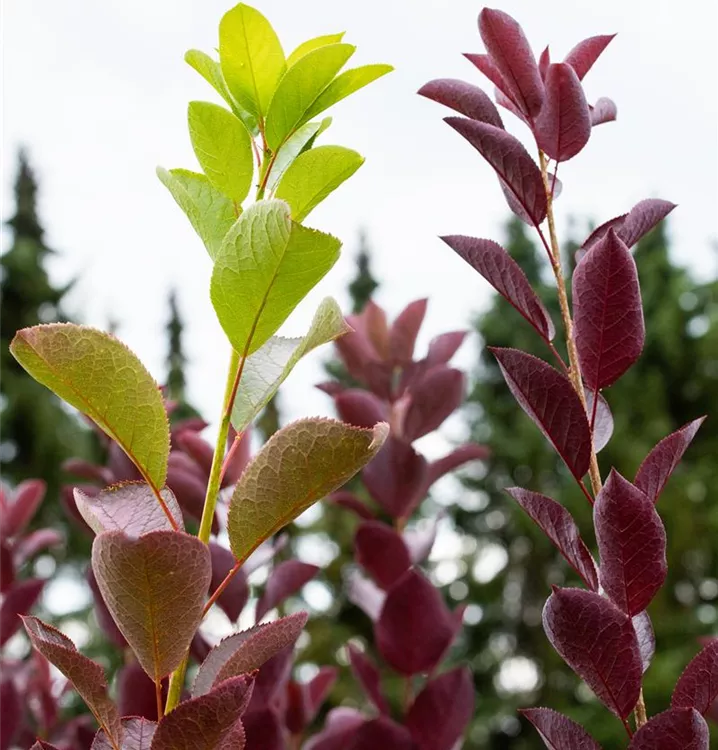 Virgin.Zierkirsche 'Shubert' - Prunus virginiana 'Shubert' - Collection