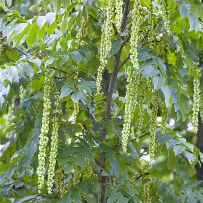 H C 30 10- 12 - Flügelnuss - Pterocarya fraxinifolia - Collection