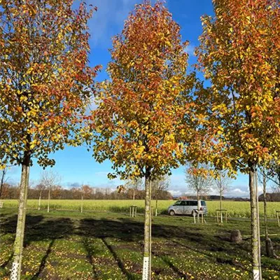 Sol Baum 4xv mDb 150-200 x 400-500 30- 35 - Stadtbirne 'Chanticleer' - Pyrus calleryana 'Chanticleer' - Collection